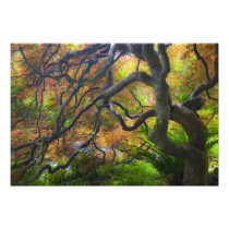 Autumn colour Maple trees, Victoria, British 2