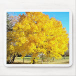 Autumn Colour