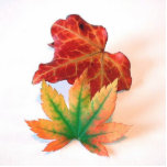 Autumn Colour