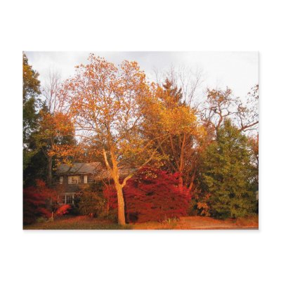 Autumn Colour by lilyhydrangea