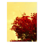 Autumn Colour Postcards