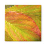 Autumn Coloured Leaves Magnet