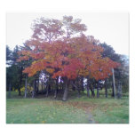 Autumn Coloured tree Photographic Print