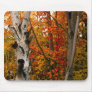 Autumn Colours, Northern Ontario Mousepads