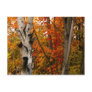 Autumn Colours, Northern Ontario Post Card