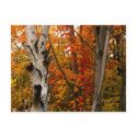Autumn Colours, Northern Ontario postcards