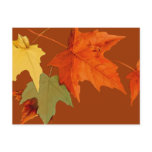 Autumn Colours Postcard