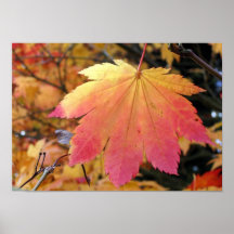 Autumn Colours Posters