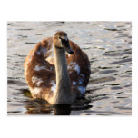 Autumn Cygnet Post Card