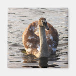 Autumn Cygnet Refrigerator Magnets