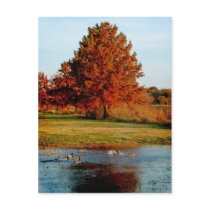 Autumn Cypress and Ducks postcard