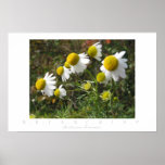 Autumn Daisies Digital Photo Print Poster