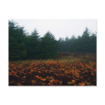 Autumn Days Postcard