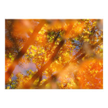 Autumn Delight Invite