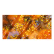 Autumn Delight