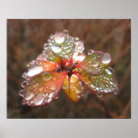 Autumn Droplets Poster