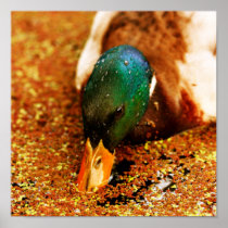 Autumn Duck Posters