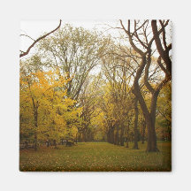 Autumn Elm Trees in Central Park, New York City Fridge Magnet