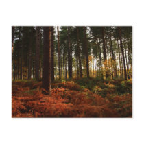 Autumn Ferns