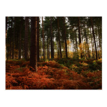 Autumn Ferns Postcard