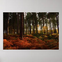 Autumn Ferns Print