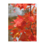 Autumn Fire Post Cards