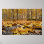 Autumn Floor