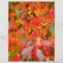 Autumn foliage full colour flyer