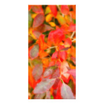 Autumn foliage