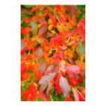 Autumn foliage
