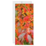 Autumn foliage