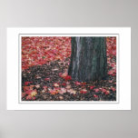 Autumn, for Certain
