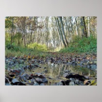 Autumn Forest
