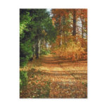 Autumn Forest Walk Postcards