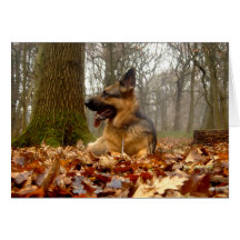 Autumn German Shepherd Card