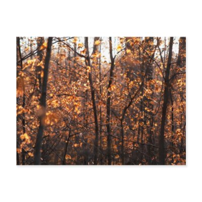 Autumn Glory Postcard by ca2hill