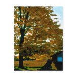 Autumn Glory yellow Postcard