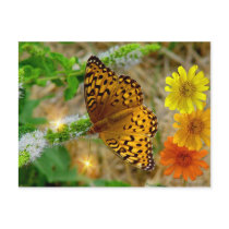 Autumn Glow Postcards