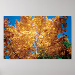 Autumn Golden Tree posters