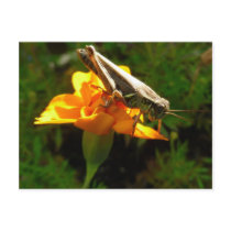 Autumn Hopping Postcard