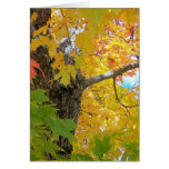 Autumn In Maine