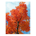 Autumn In Maine Post Card