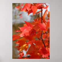 Autumn in Red Maple Posters