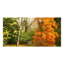 Autumn in the park