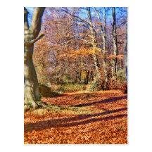 Autumn in the Woods, Sun Shining Postcards