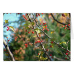 Autumn in Upstate NY Card
