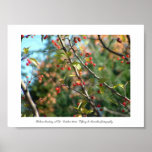 Autumn in Upstate NY Posters