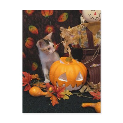 Autumn Kitten - Halloween / Thanksgiving by CatsEyeViewGifts
