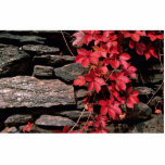 Autumn landscape, New England, U.S.A. from the For Photo Cutouts