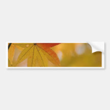 Autumn Leaf Bumper Stickers